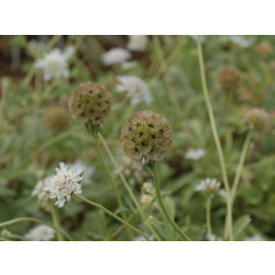 Scabiosa stellata - Duifkruid - BIODYNAMISCH