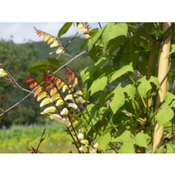 Ipomoea lobata - Spaanse vlag/Mina lobata - BIODYNAMISCH