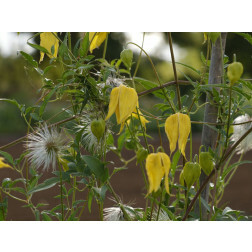 Clematis tangutica - Bosrank 'Radar Love' - BIODYNAMISCH