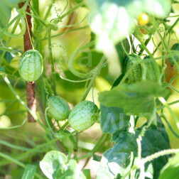 Cocktail-komkommer - Cucamelon - BIODYNAMISCH
