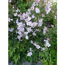 Anemone japonica - Herfstanemoon - BIODYNAMISCH