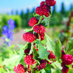 Rode aardbeispinazie (Chenopodium virgatum) - BIO