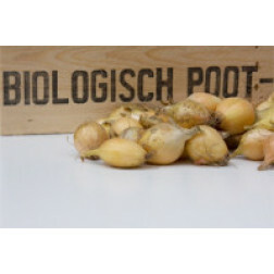 Ui - plantui, Sturon maat 10/22, 500g *