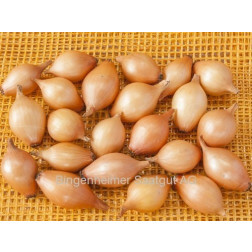 Plantui - Sturon - maat 10/22 - 500g - BIO