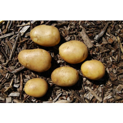 Pootaardappelen - Frieslander - maat A 25/35 - 1kg - BIO