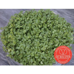 Kiemgroente Broccolikers 25g - BIO