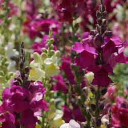 Leeuwenbek - Antirrhinum majus - BIO