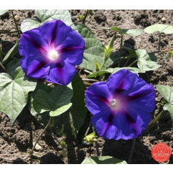 Blauwe winde - Ipomoea purpurea - BIO