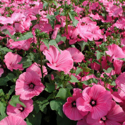 Lavatera  trimestris - Grootbloemige lavatera - BIO