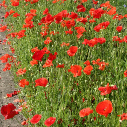 Papaver rhoeas - Gewone klaproos - BIO