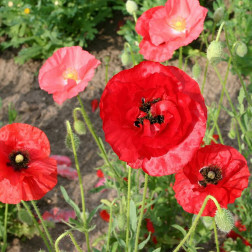 Klaproos gemengd - Papaver rhoeas - BIO