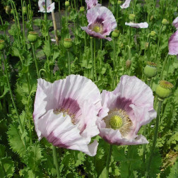 Papaver somniferum - Blauwmaanzaad - BIO