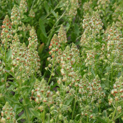 Reseda (Reseda odorata)  *bd