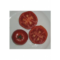 Tomaat - Potager de Vilvorde - BIO