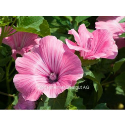 Lavatera trimestris - Grootbloemige lavatera - BIODYNAMISCH