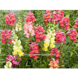 Leeuwenbekje (Antirrhinum majus) *bd