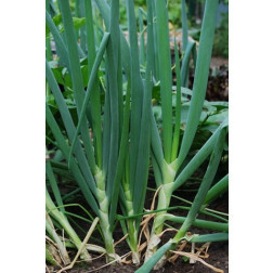 Stengelui - Ishikura Long White - BIO