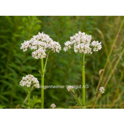 Valeriana officinalis - Valeriaan - BIODYNAMISCH