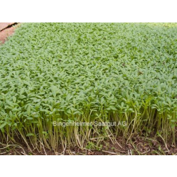 Tuinkers - Lepidium sativum - 20g - BIODYNAMISCH