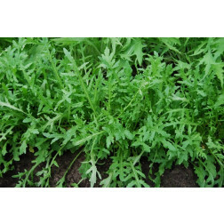 Rucola - wilde, GROW*bd