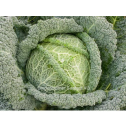 Savooikool - Smaragd - BIODYNAMISCH