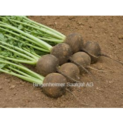 Rammenas - Runder schwarzer winter - BIODYNAMISCH - 50% korting wegens verminderde kiemkracht
