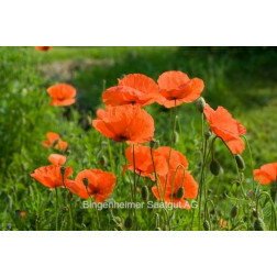 Klaproos (Papaver rhoeas) *bd