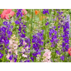 Delphinium ajacis - Ridderspoor - BIODYNAMISCH