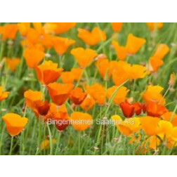 Eschscholzia californica - Slaapmutsje - BIODYNAMISCH