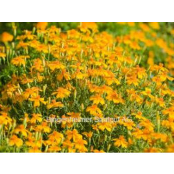 Tagetes tenuifolia - Sterafrikaantje - geel - BIODYNAMISCH