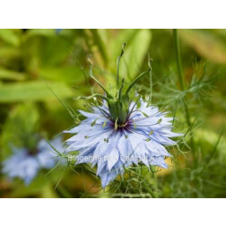 Nigella damascena - Juffertje in 't groen - BIODYNAMISCH