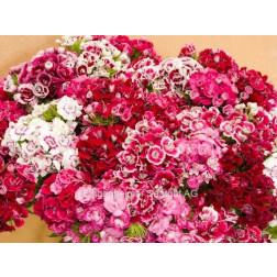 Dianthus barbatus - Duizendschoon - BIODYNAMISCH