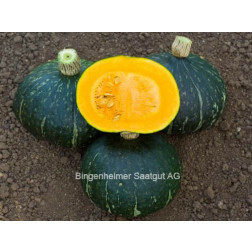 Pompoen - Green Hokkaido - BIO