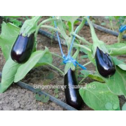 Aubergine - de Barbentane - BIO