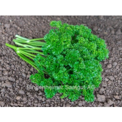 Peterselie - Grüne Perle 2 - BIODYNAMISCH - 50% korting wegens verminderde kiemkracht