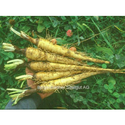 Haverwortel - BIODYNAMISCH