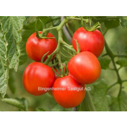 Roma-tomaat - Dorenia - BIODYNAMISCH