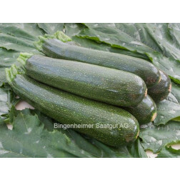 Courgette - Serafina - BIODYNAMISCH