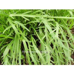 Hertshoornweegbree - BIODYNAMISCH