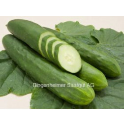 Komkommer - Tanja - BIODYNAMISCH