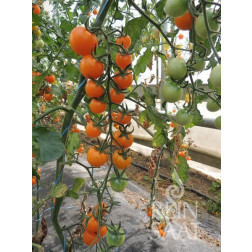 Tomaat - Lillit - BIODYNAMISCH