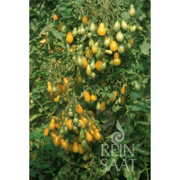 Tomaat - Dattelwein - BIODYNAMISCH 