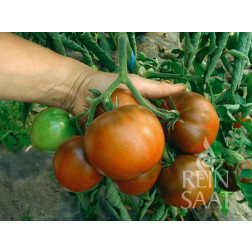 Tomaat - Lilac - BIODYNAMISCH - 50% korting wegens verminderde kiemkracht