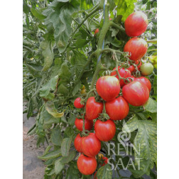 Tomaat - Shimmeig Creg - BIODYNAMISCH