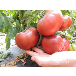 Tomaat - Tschernij Prinz - BIODYNAMISCH - 50% korting wegens verminderde kiemkracht