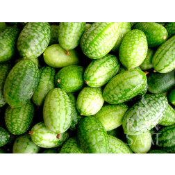 Minikomkommer - Melothria trilobata - BIODYNAMISCH
