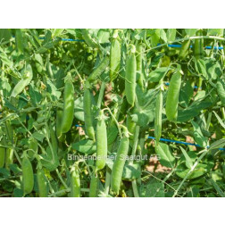 Kreukerwt - Ambassador - BIO