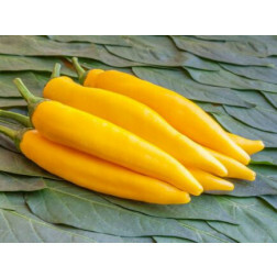 Peper - Sarit Gat - BIODYNAMISCH - 50% korting wegens verminderde kiemkracht