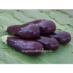 Aubergine - Zora - BIODYNAMISCH