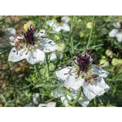 Nigella papillosa - Juffertje in 't Groen 'African Bride' - BIODYNAMISCH
